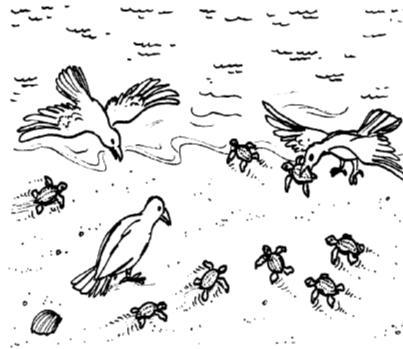 Muchísimas tortuguitas salían de entre la arena y se dirigían sigilosamente hacia el mar, luego presenciaron que varios pájaros