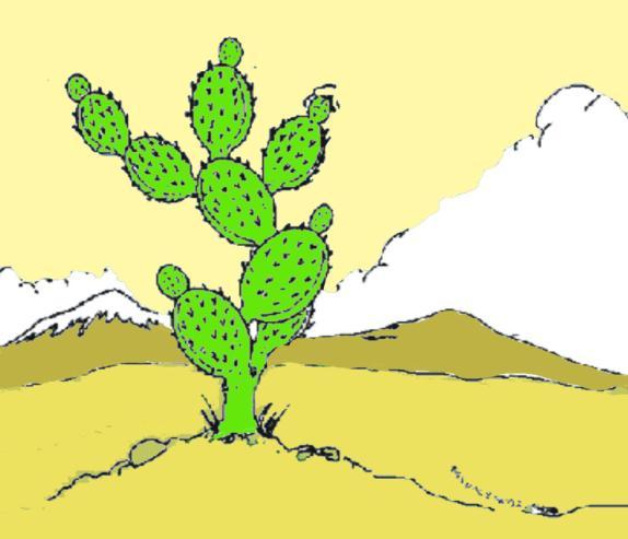 8 La tortuga del desierto En el estado de Chihuahua existe una tortuga muy especial, es la del desierto. Investiga las características de la tortuga del desierto.