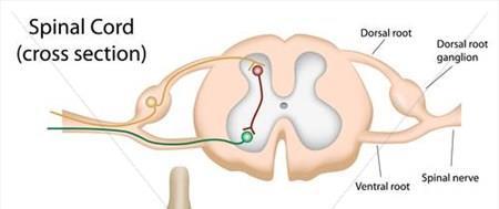 Anatomía interna de la médula Canal ependimiario Asta posterior Neurona asociativa Neurona