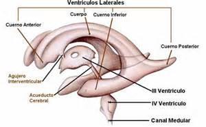 Sistema nervioso central Nuestro sistema nervioso es de tipo tubular: durante el desarrollo embrionario se forma un tubo (tubo neural) que se