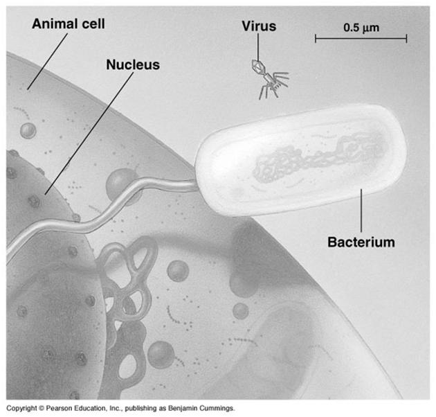 Influenza virusestiene (d) Bacteriophage T4 8 difs molecs de ADN Fig.