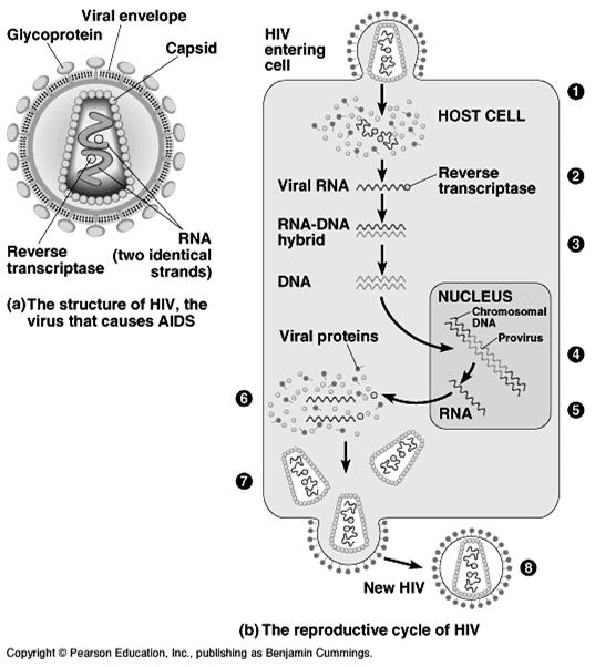Y si virus tiene o no envoltura membranosa Retrovirus Tienenel ciclo reproductor mas