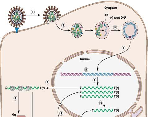 REPLICACIÓN VÍRICA Ciclo biológico del VIH: Formación y