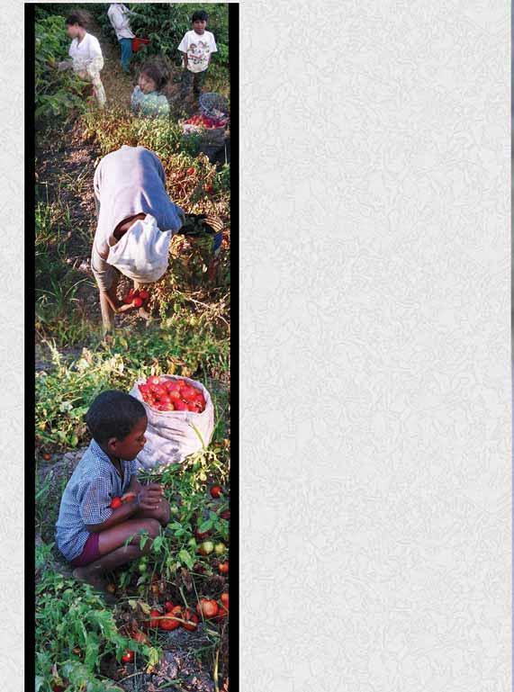 Contactos: Proyecto para la Erradicación Progresiva del Trabajo Infantil en la Agricultura en San Marcos, Guatemala. Contacto: Roberto Jordán, Coordinador de Proyecto. Tel: (502) 760-8003.