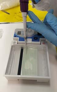 Preparación de las muestras Como últimos pasos, prepare sobre un pliego pequeño de parafilm las muestras que serán colocadas en cada uno de los pozos del gel.