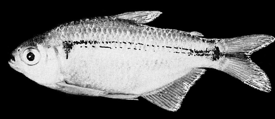 Ichthyological Contributions of PecesCriollos 35: 1-8 (2015) 6 fig. 3. Astyanax taeniatus from Lueling (1981) He provided a photo (fig. 3) of a specimen he had determined as A.