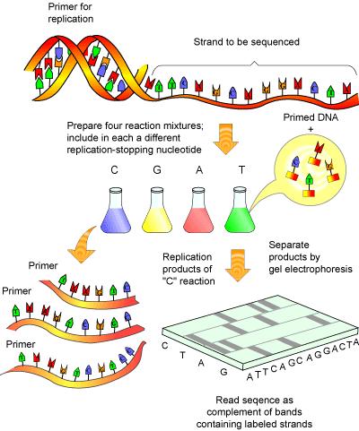 Secuenciación de ADN -