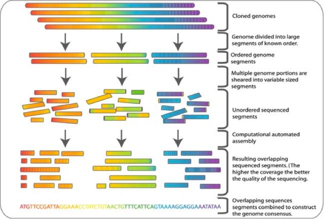 Secuenciación de genomas completos Hierarchical shotgun