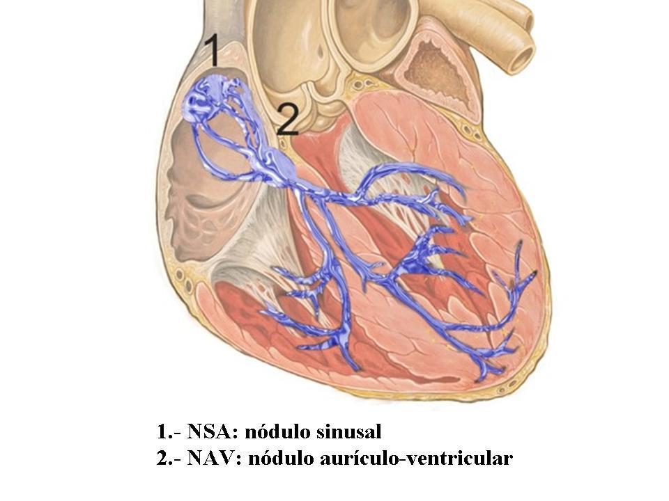 2.5.-BLOQUEOS CARDIACOS En el corazón, además de las células miocárdicas y las epiteliales, conectivas, etc.