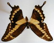Heraclides cresphonthes Otros Papilionidae atacan plantas cultivadas pero muy raras veces llegan a tener importancia alguna; entre
