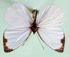 En los Pieridae, la única especie de importancia económica, Leptophobia aripa, se puede considerar como plaga secundaria del repollo.