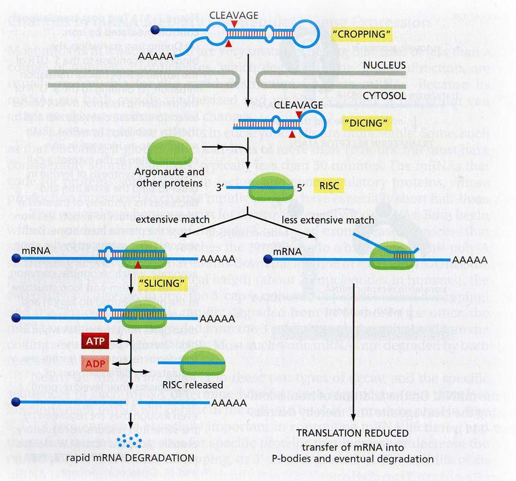 Procesamiento de mirna y si-rna mecanismos de acción Nucleasa DICER