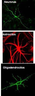 Algunas funciones de la Neuroglia: - Estructura de soporte del encéfalo (dan la resistencia). - Separan y aíslan grupos neuronales entre sí. - Guían a las neuronas durante el desarrollo del cerebro.