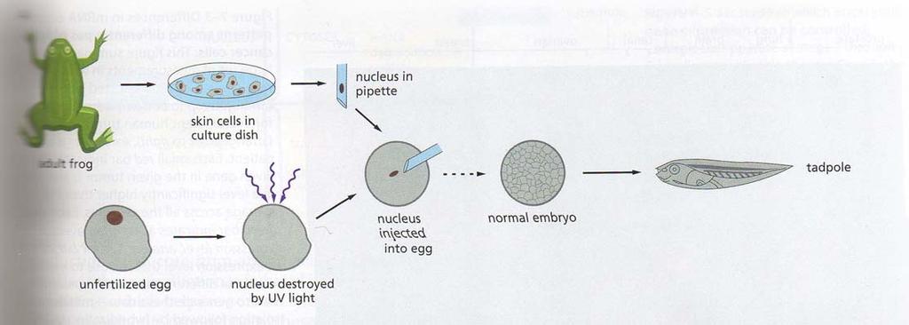Los distintos tipos celulares en un organismo se generan porque sintetizan y acumulan