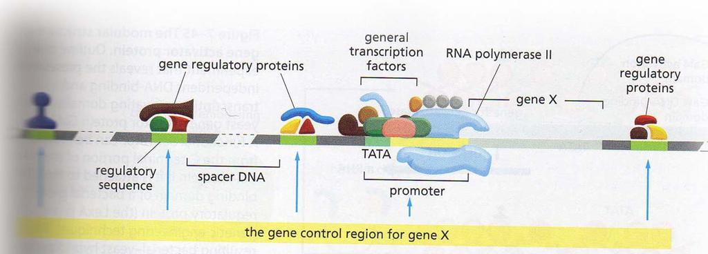 transcripción de un gen.