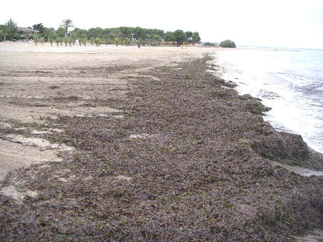 Fanerògames marines i algues Posidonia oceanica a primera