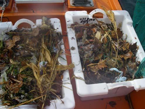 Filera de restes vegetals i plàstics, a les aigües litorals de Sant Andreu de Llavaneres (24-08-2008) Embarcació de platges recollint