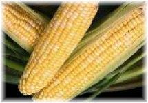 Maíz La producción de maíz en la provincia para la campaña 2003/04 estuvo en el orden de las 404 mil toneladas, con un fuerte incremento respecto al año anterior (40%).