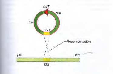 Integración del plásmido F en el cromosoma bacteriano Secuencias de