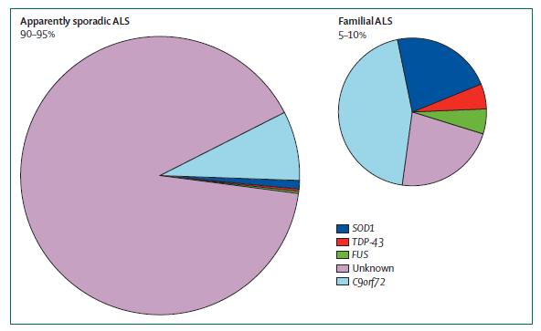 Genética en la ELA ELA aparentemente esporádica 90-95 % ELA Familiar 5-10 % SOD1 TDP-43 FUS Desconocido