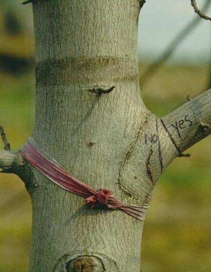 La arruga de la corteza de la rama es el punto donde la corteza del tronco cubre la unión con la rama, creciendo por encima de la misma.