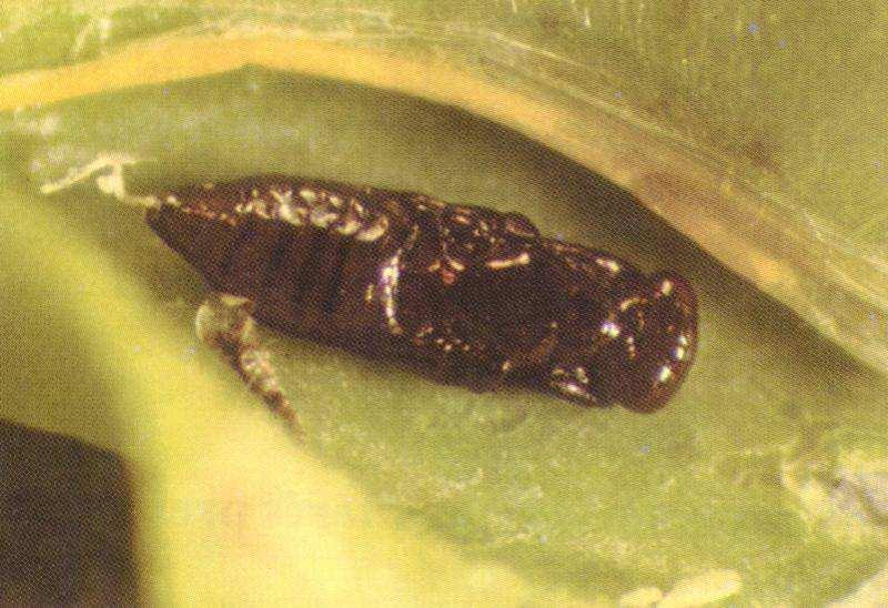 Parasitoides nativos identificados: Familia Eulophidae Cirrospilus sp.