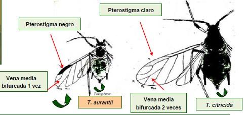 2.- Plagas presentes 2.2.- Pulgón negro de los cítricos (Toxoptera citricida).