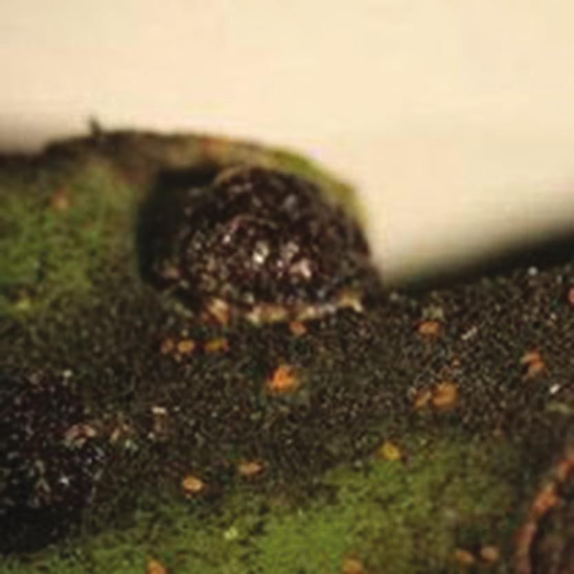 56 Plagas de los cítricos: reconocimiento y MaNejo Conchuela Negra del olivo, Black scale Saissetia oleae (Olivier) Hemiptera: Coccidae Plaga primaria en cítricos, el daño de este insecto, se