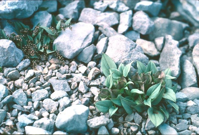 Flora antigua del Pirineo: fósiles vivientes de antes de las glaciaciones (Terciario) Se conservaron en nunataks o abrigos que se libraron del