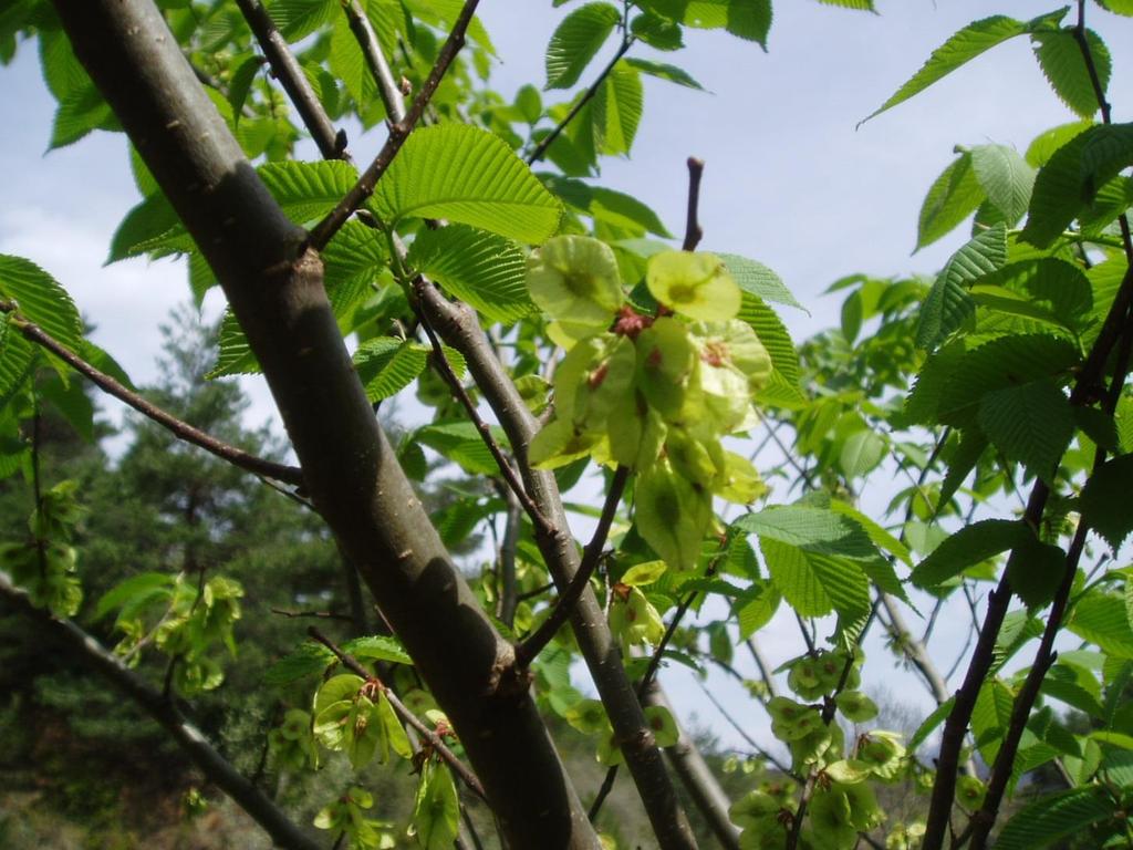 Bosque frondoso de barrancos: La movida del olmo de montaña (Ulmus glabra
