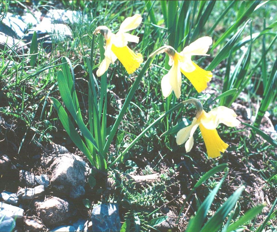 Bellas plantas de primavera (flor: marzo-mayo) Narcissus