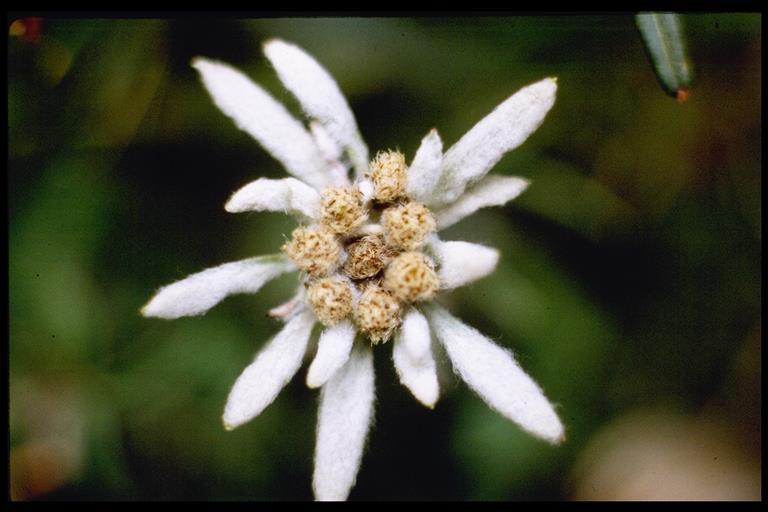 (Pirineos y N de África) Leontopodium alpinum Cass.