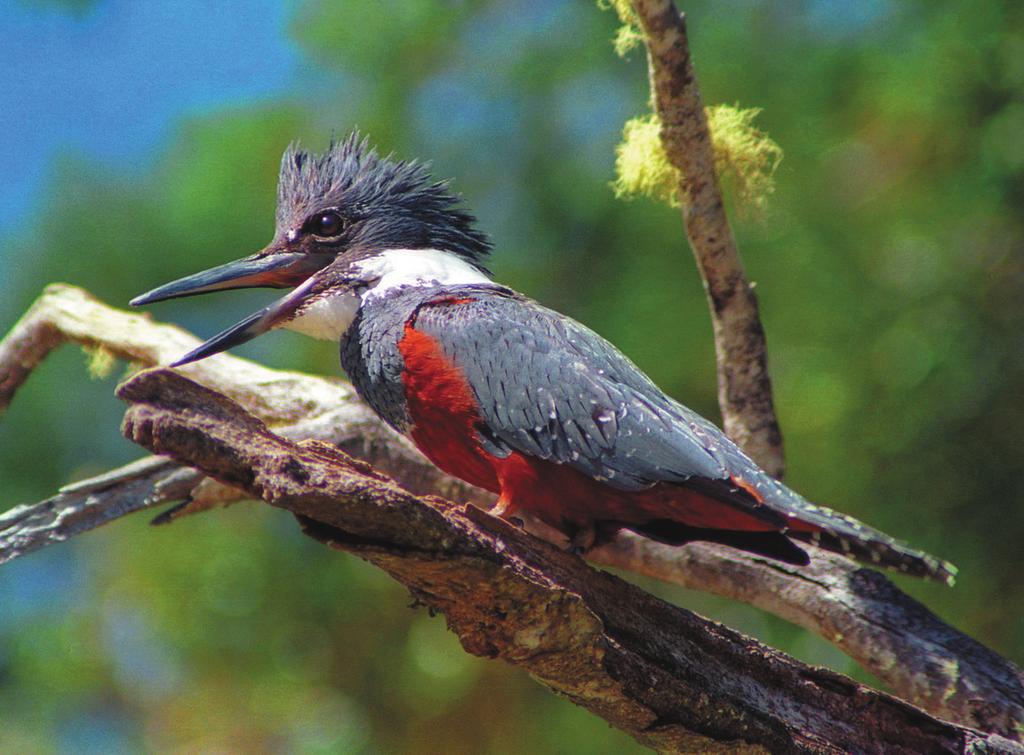 Biodiversidad de Chile, Patrimonio y Desafíos Martín pescador (Ceryle torquata), ave asociada a las riberas de lagos y ríos de la región de los bosques templados.