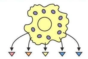 Células centinela Los macrófagos y mastocitos son capaces de secretar citocinas y de fagocitar muy
