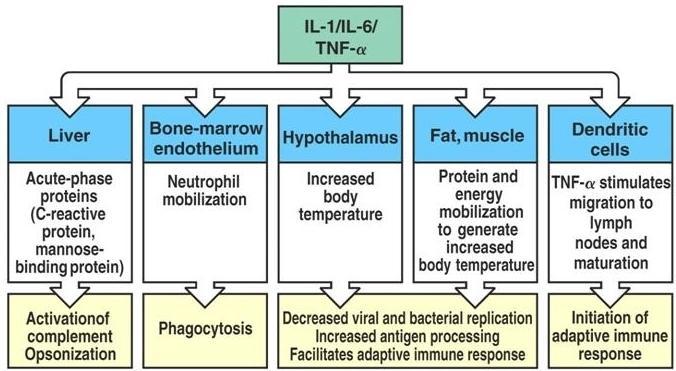 IL-1, IL-6 y TNF funcionan de una manera coordinada y algunas de sus dianas fundamentales son: Hígado Medula ósea Células dendríticas Hipotálamo El hígado