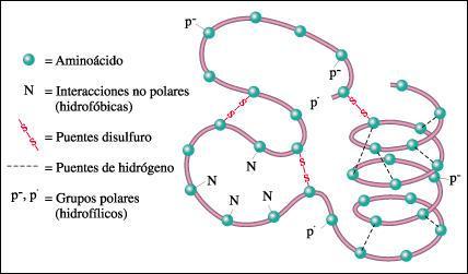 a)tipos de enlaces que estabilizan la estructura terciaria de una molécula de proteína.