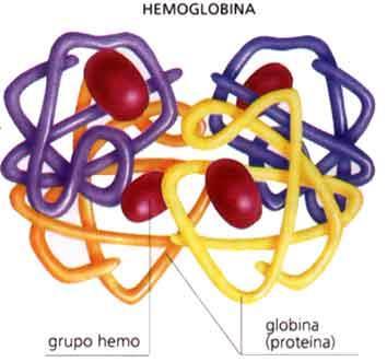 Algunas Heteroproteínas: Hemoglobina, tiene grupo prostético