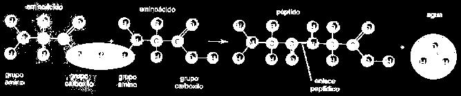 Formación enlace peptídico PRODUCTO= PÉPTIDO p i e r d e OH p i e r d e H enlace peptídico SEGÚN LA CANTIDAD DE