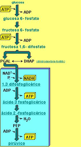 ECUACIÓN DE LA GLUCÓLISIS Glucosa + 2 ADP + 2 Pi + 2 NAD + ------- 2 piruvato + 2 ATP + 2 NADH + 2 H + + 2 H 2 O Las