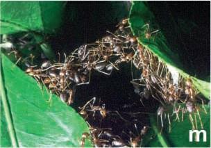 En otras palabras, las colonias de hormigas pueden organizarse para producir estructuras mucho más complejas, que una sola hormiga.