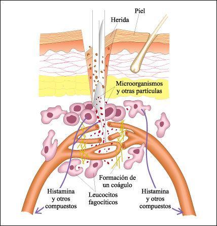 INMUNIDAD INNATA Respuesta inflamatoria local: Vasodilatación y aumento de permeabilidad vascular que permite la llegada de las células del sistema inmune.