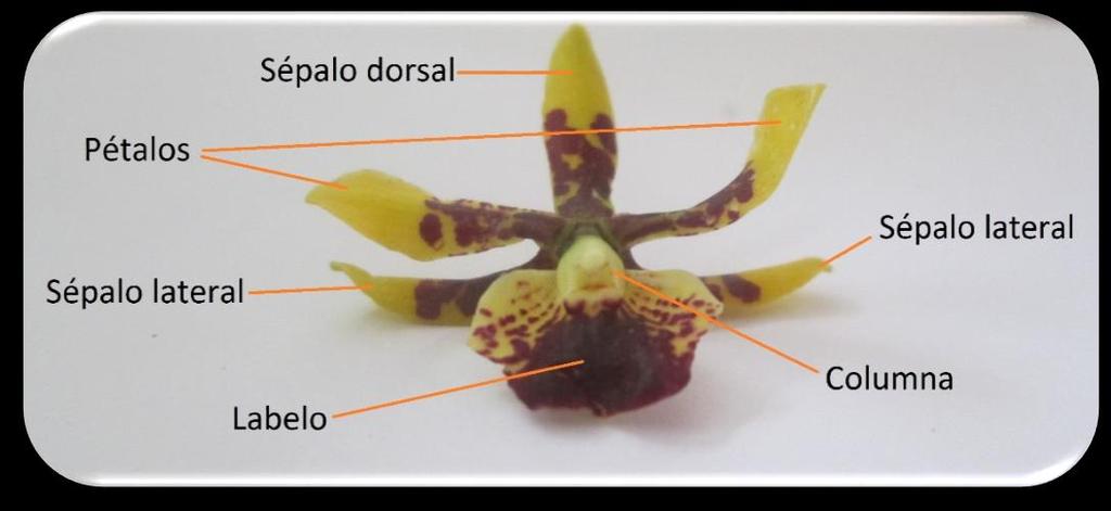 Ilustración 3: Partes florales (Orquídea del género Prostechea sp). Autores. Ilustración 4: Partes de la columna.