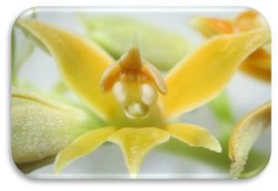 Las características morfológicas de cada género identificado se describen a continuación: 5.1.1 Epidendrum sp. L.