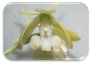 Ilustración 6: Orquídea tipo 2 perteneciente al género Epidendrum sp. Autor: Andrea Díaz.