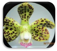Ilustración 18: Tipo de orquídea 1 perteneciente al género Prosthechea sp.