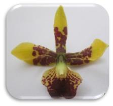 Autor Andrea Díaz. 5.1.7. Maxillaria sp. R. & P.