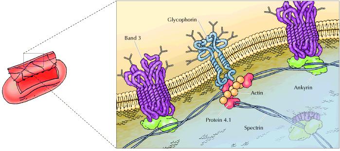 La membrana celular actual: Las proteínas integrales pueden difundir lateralmente aunque presentan restricciones. 1.