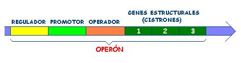 Regulación: modelo del Operón Jacob y Monod - 1965 OPERÓN LAC - Este operón regula la síntesis de las tres enzimas que controlan la degradación de la lactosa (galactosidasa, permeasa y