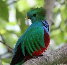 El Quetzal,