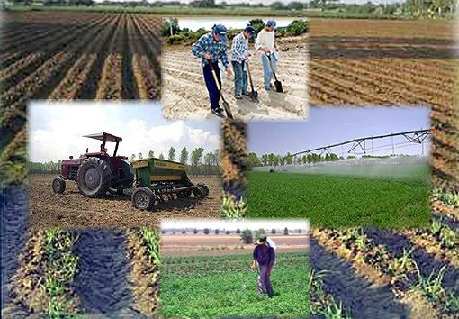 Agricultura La agricultura es la labranza o cultivo de la tierra e incluye todos los trabajos relacionados al tratamiento del suelo y a la plantación de vegetales.